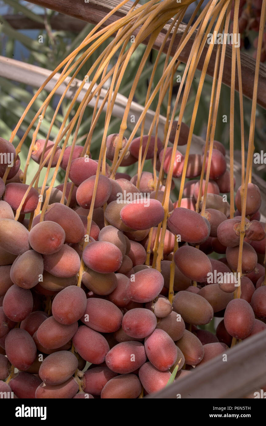 Unripe dates hires stock photography and images Alamy