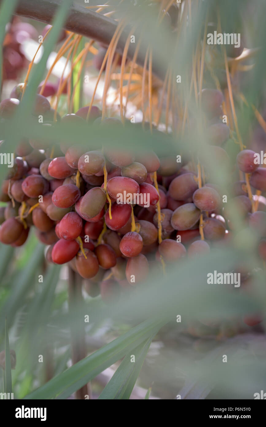 Unripe dates hires stock photography and images Alamy