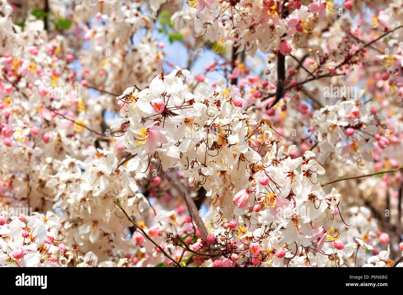 The background of the beautiful flowers in colorful Stock Photo - Alamy
