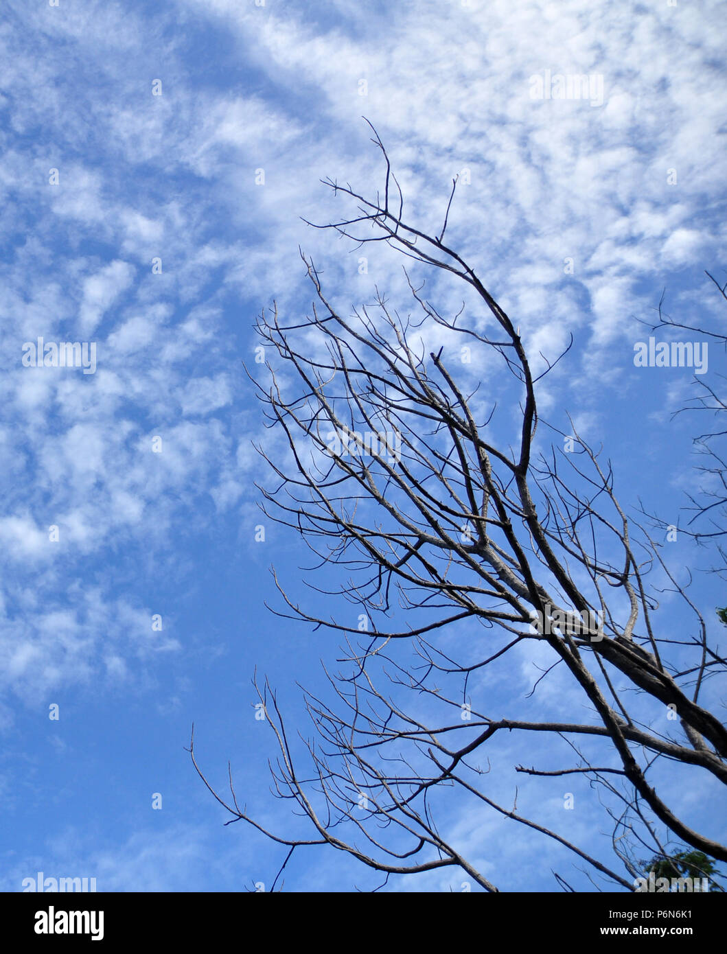 dry tree and blue sky Stock Photo - Alamy