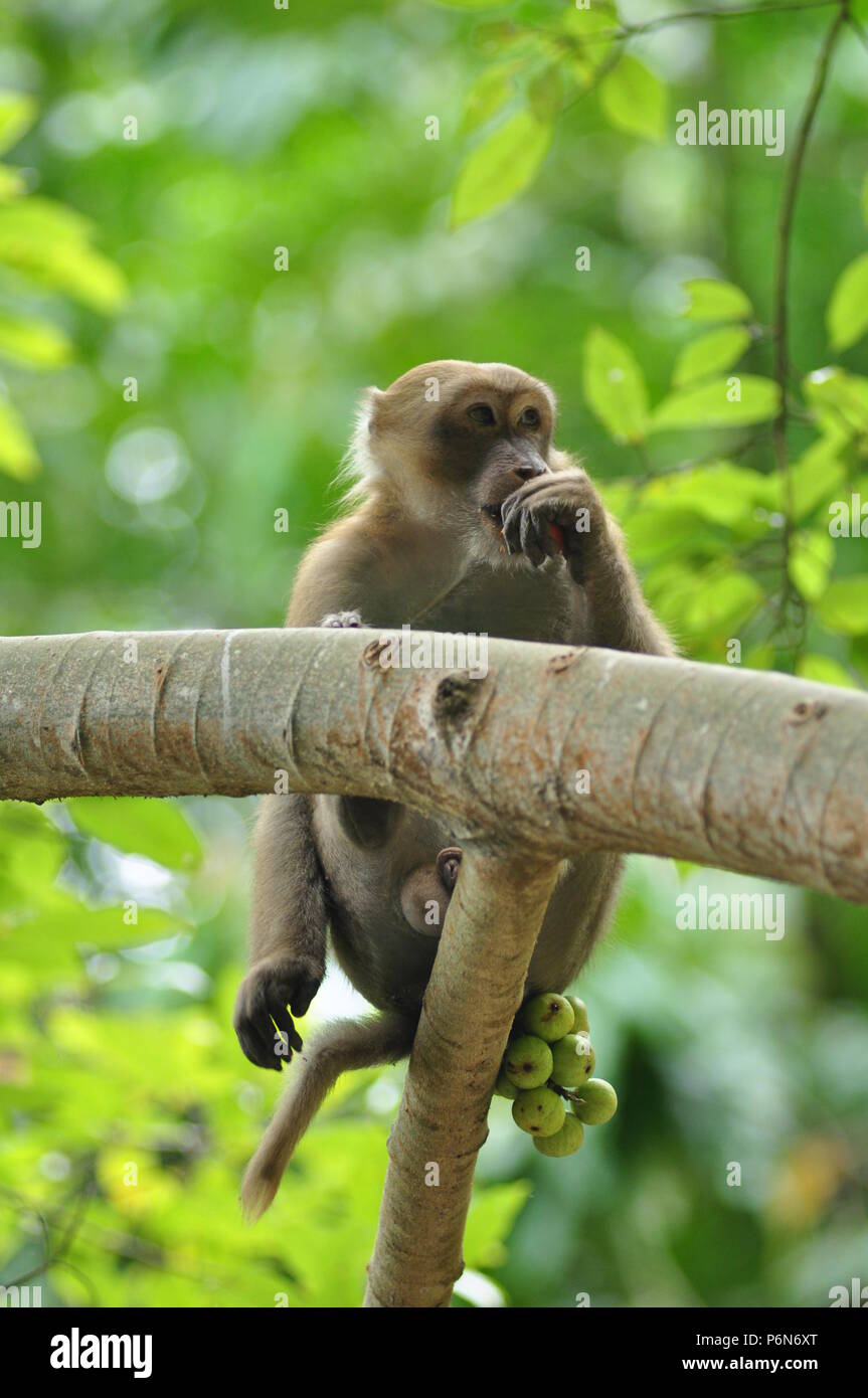 behaviors of monkey in the nature, wild macaques Stock Photo - Alamy