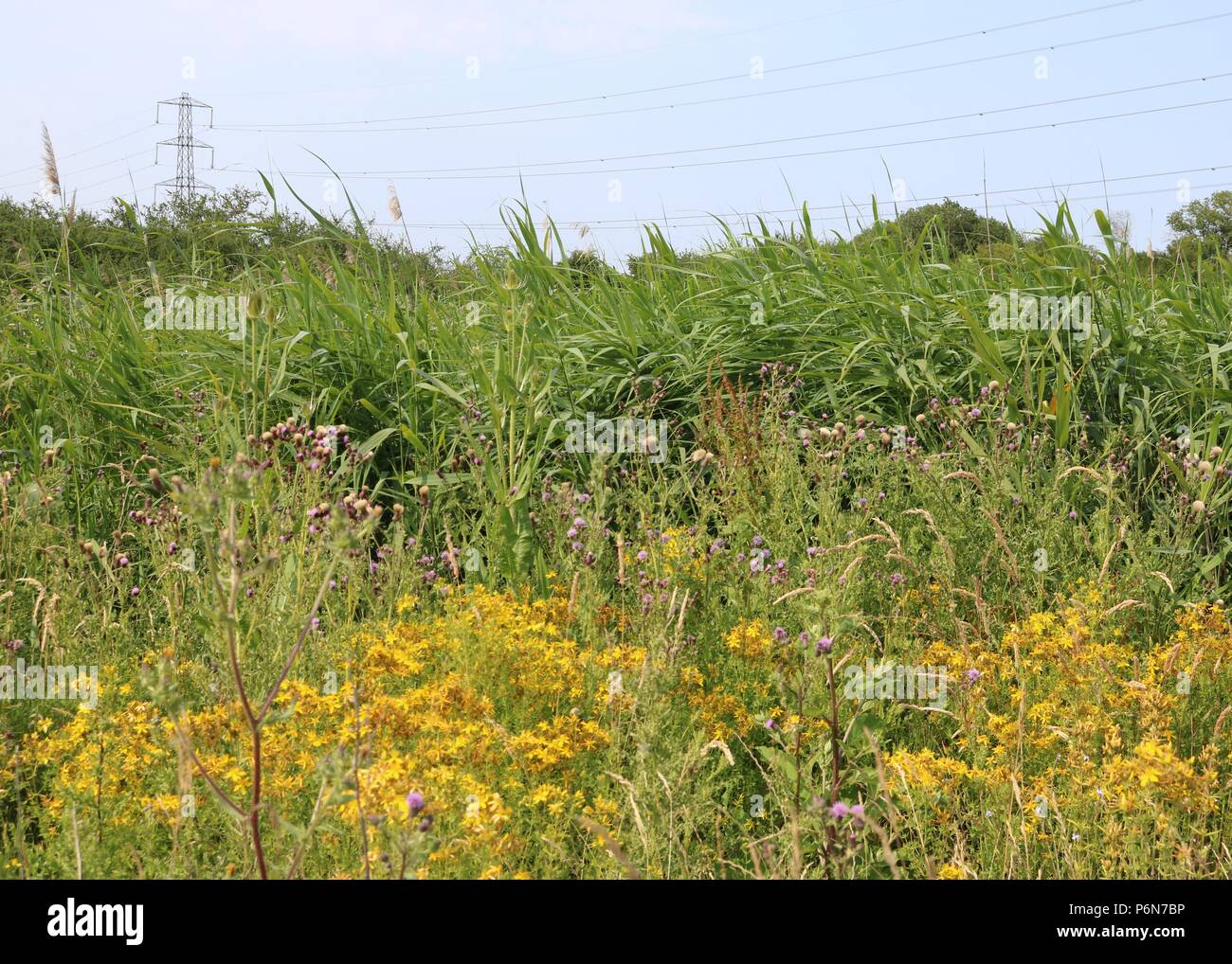 Wild Flowers Grasslands Stock Photo Alamy