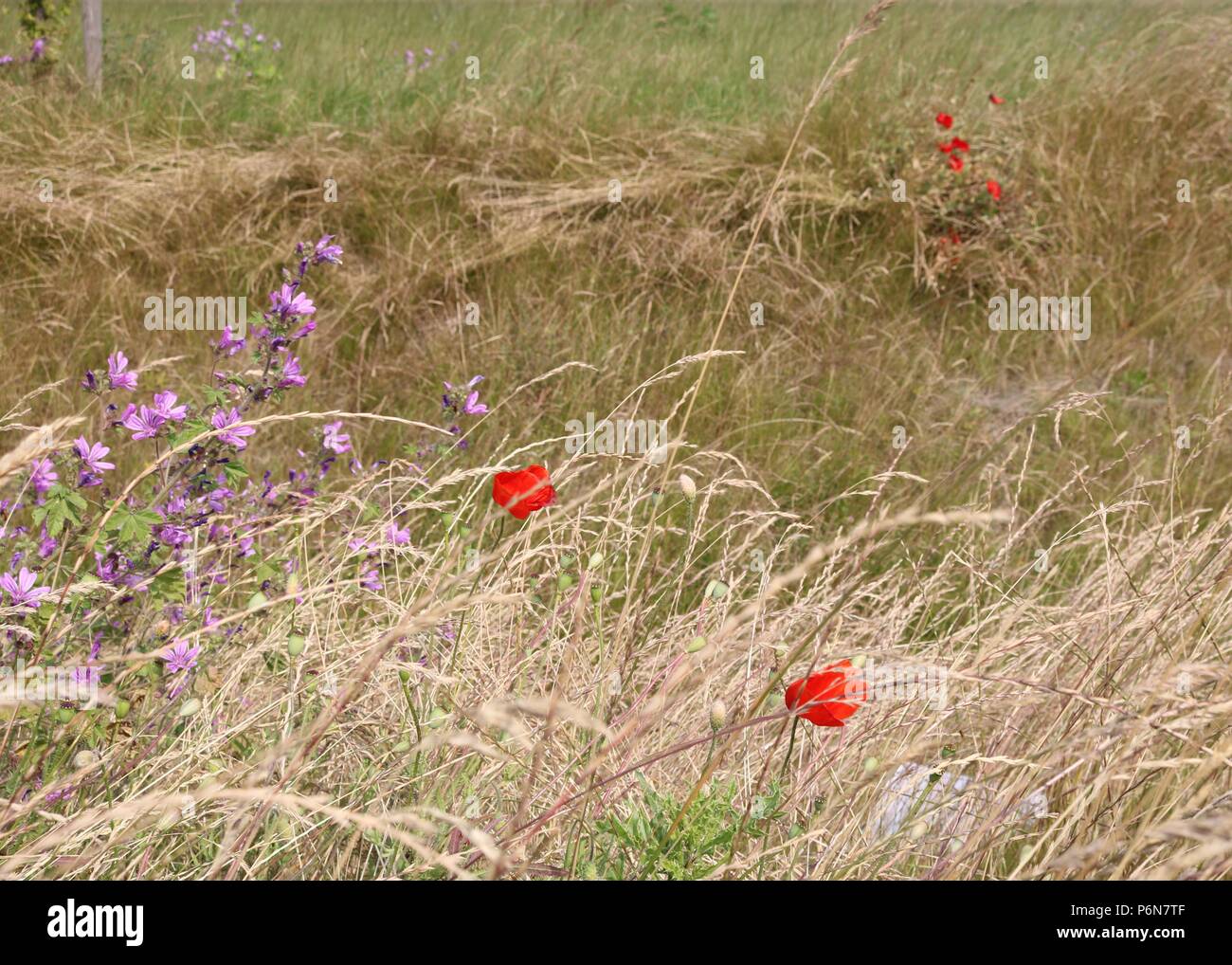 Wild Flowers Grasslands Stock Photo Alamy