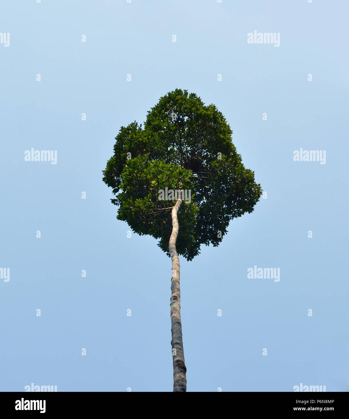Big rain tree hi-res stock photography and images - Alamy