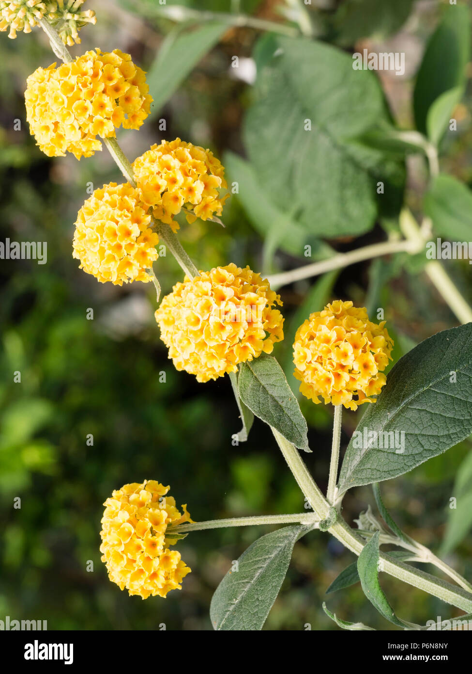 Tightly clustered balls of golden flowers of the hardy, insect attracting shrub, Buddleja globosa Stock Photo