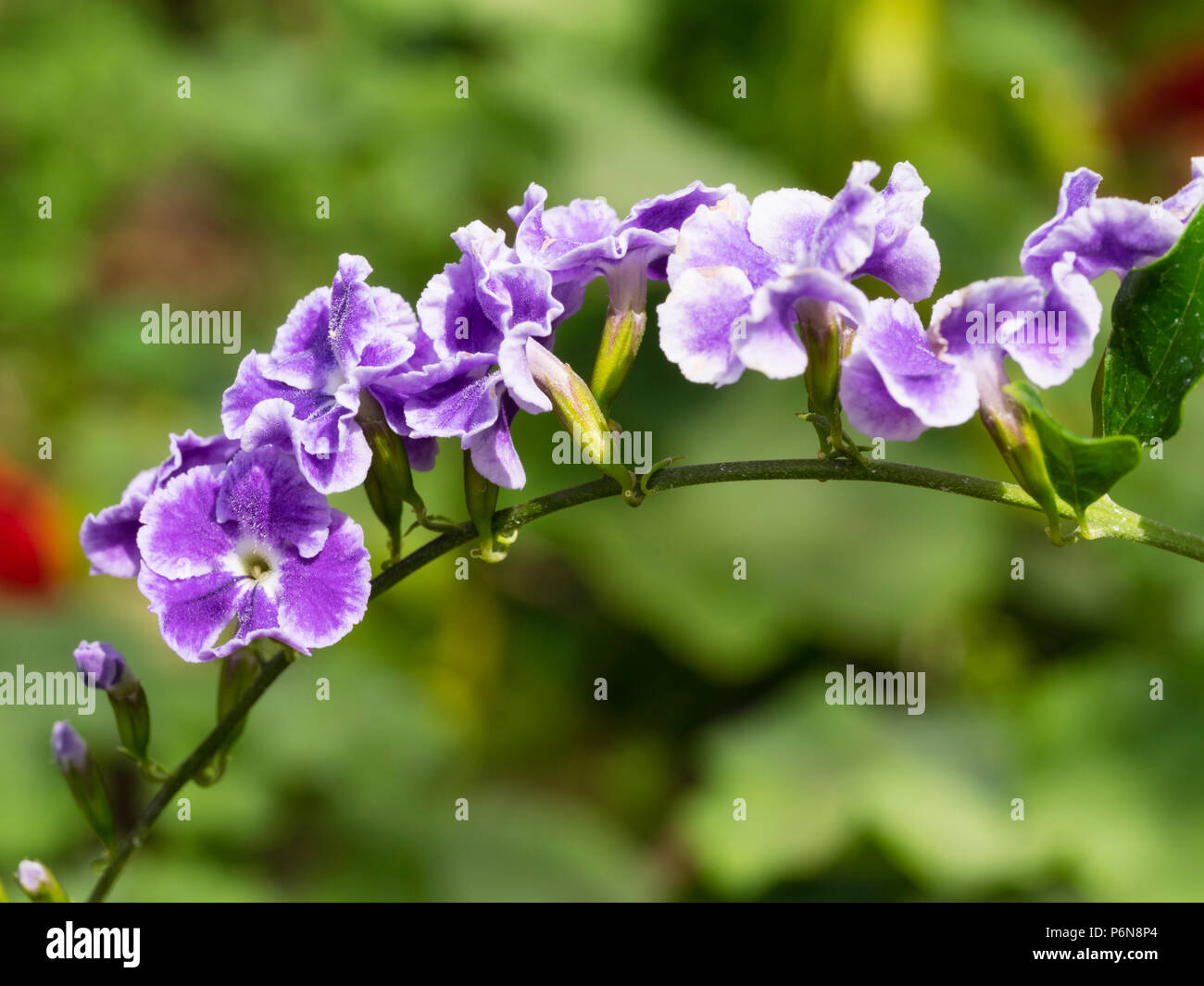 White edged blue-purple flowers of the tropical greenhouse shrub, Duranta erecta Stock Photo