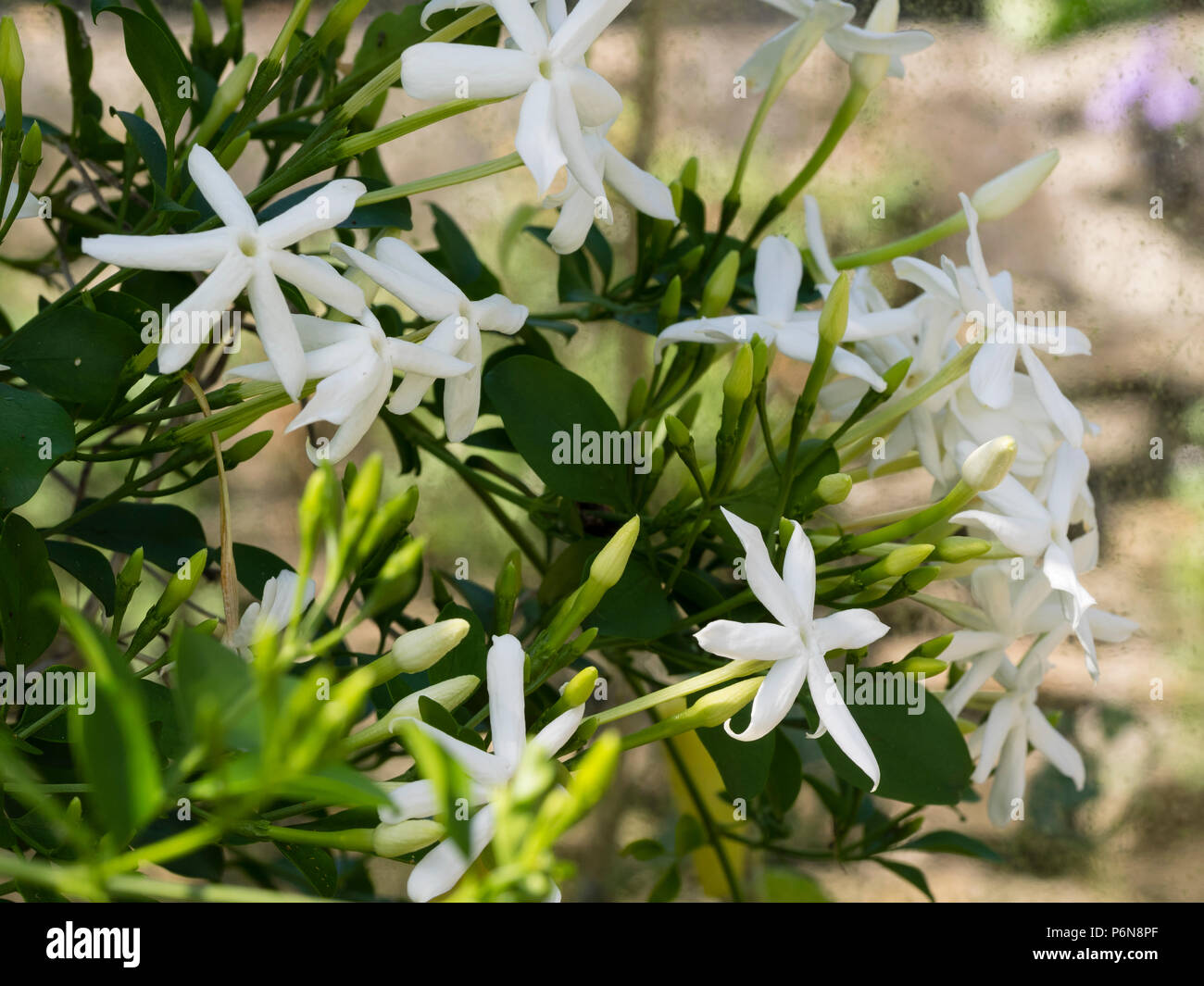 White,scented summer flowers of the tender climbing jasmine, Jasminum angulare Stock Photo