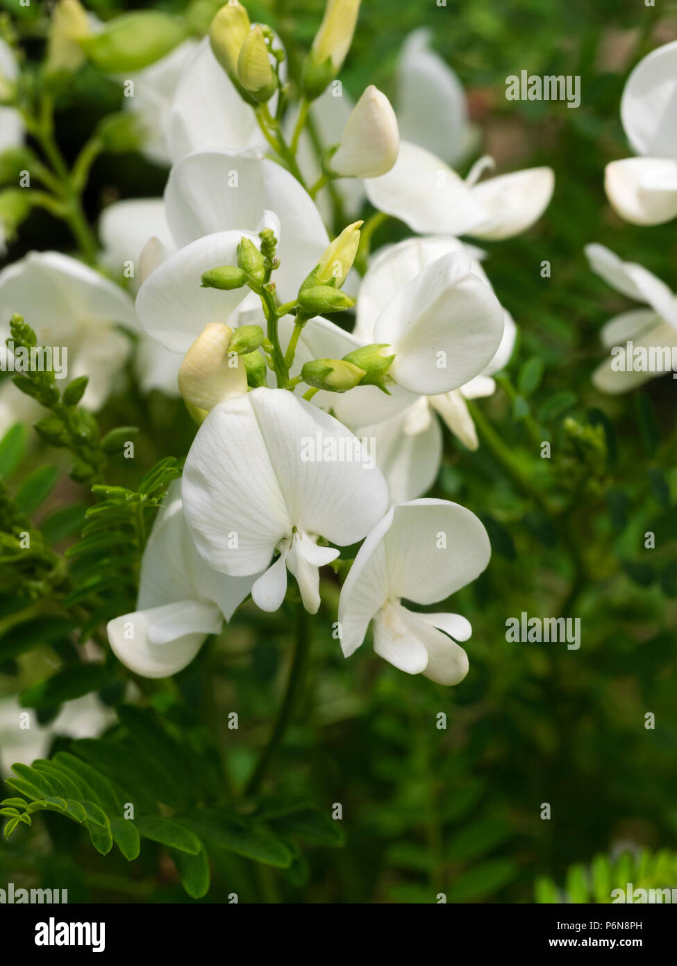 White pea flowers of the tender Australian perennial Darling pea, Swainsona galegifolia 'Alba' Stock Photo