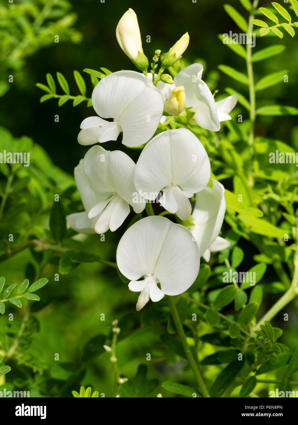 White pea flowers of the tender Australian perennial Darling pea, Swainsona galegifolia 'Alba' Stock Photo