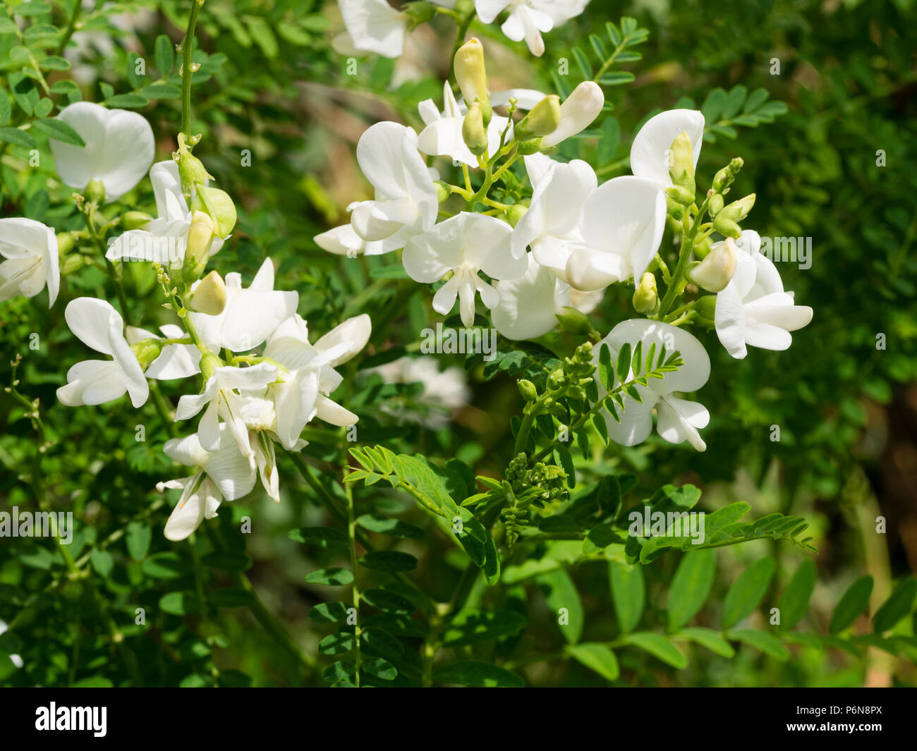 White pea flowers of the tender Australian perennial Darling pea, Swainsona galegifolia 'Alba' Stock Photo