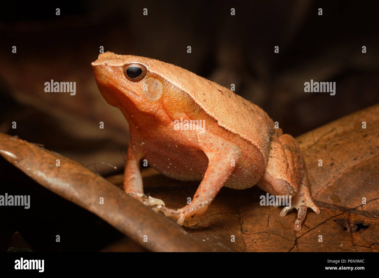 Rufous-sided sticky frog Kalophrynus pleurostigma Stock Photo