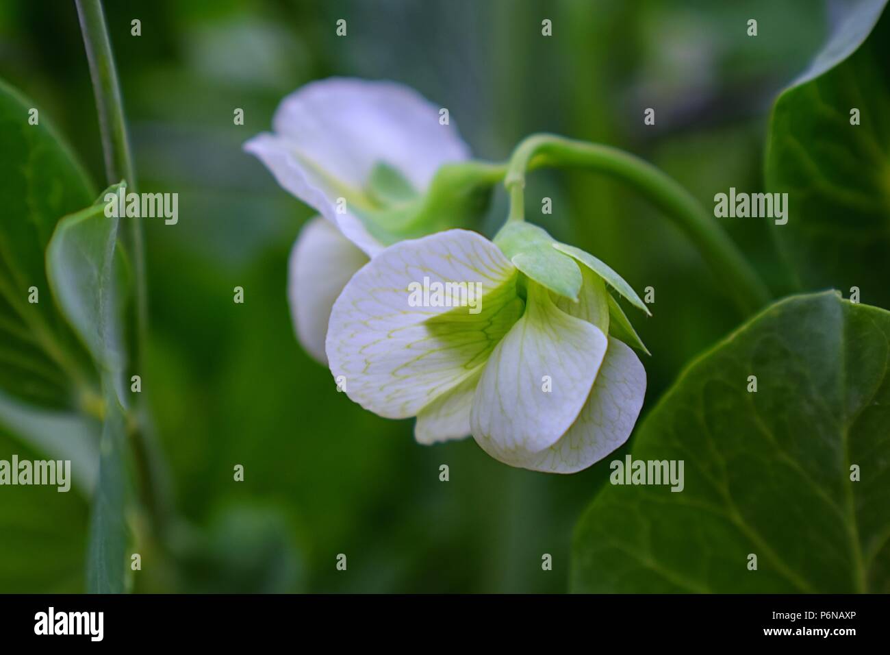 White sweet pea (Lathyrus odoratus) flower blossom photographed with a
