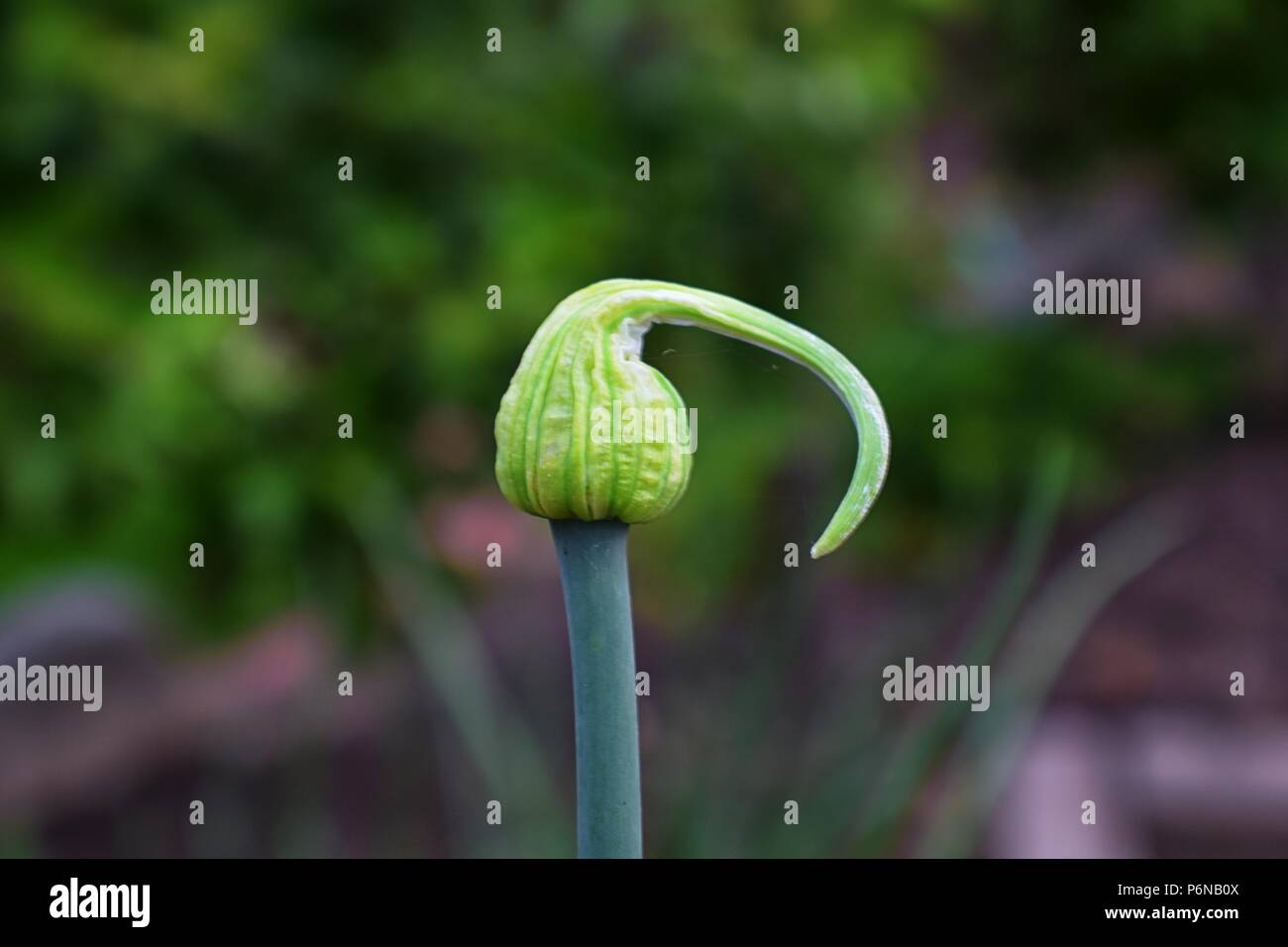 Unique flower bud on a yellow onion (Allium cepa) plant with seeds of