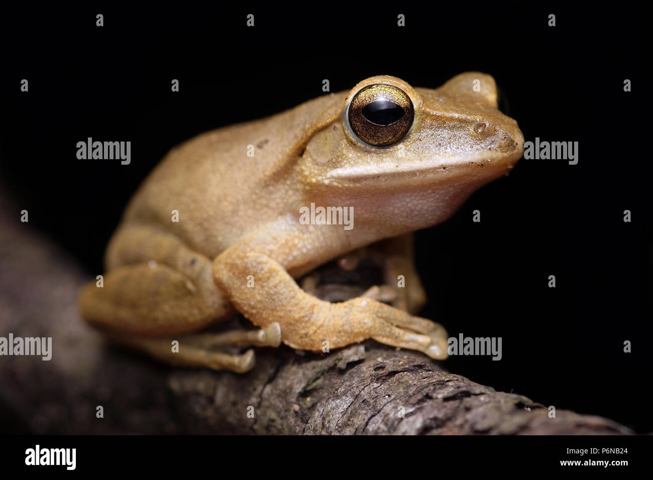 Laos and hong kong hi-res stock photography and images - Alamy