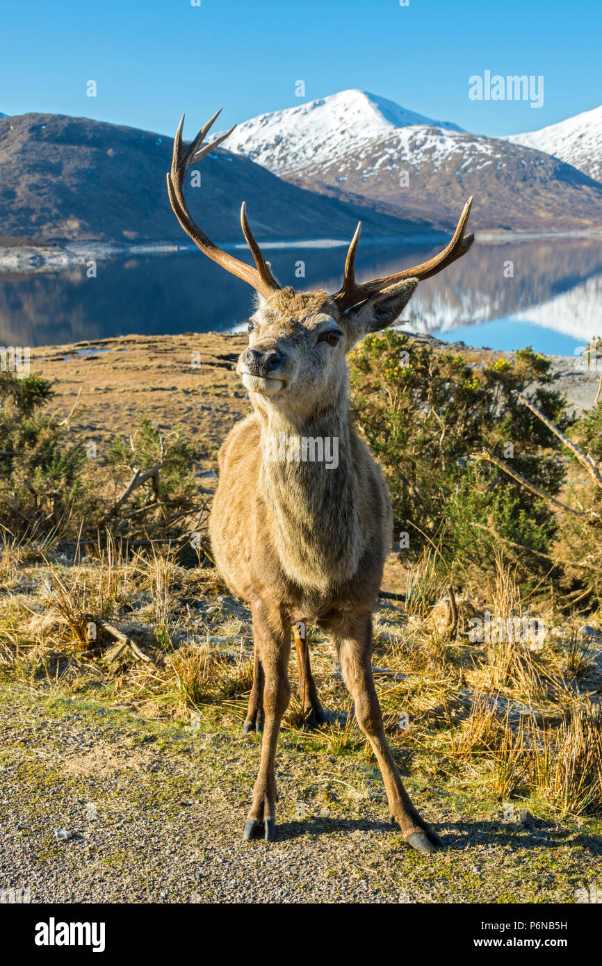 A red deer stag (Cervus elaphus) by Loch Quoich (Loch Chuaich) with Sgùrr an Fhuarain behind, Glen Garry, Highland Region, Scotland, UK Stock Photo
