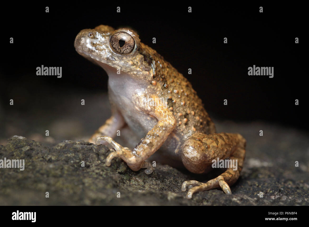 Fujian Asian toad Leptolalax liui Stock Photo