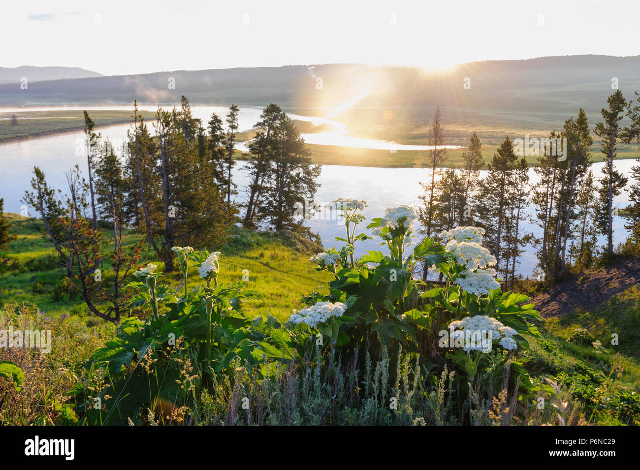The yellowstone river meandering through Hayden Valley Stock Photo