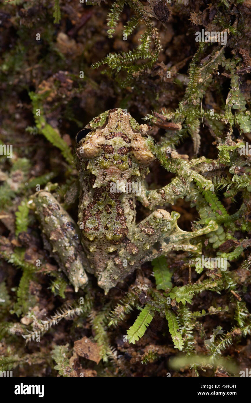 Mossy tree frog Rhacophorus everetti Stock Photo