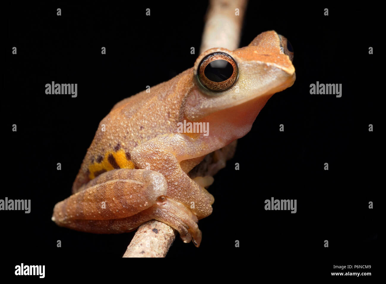 Masked tree frog hi-res stock photography and images - Alamy
