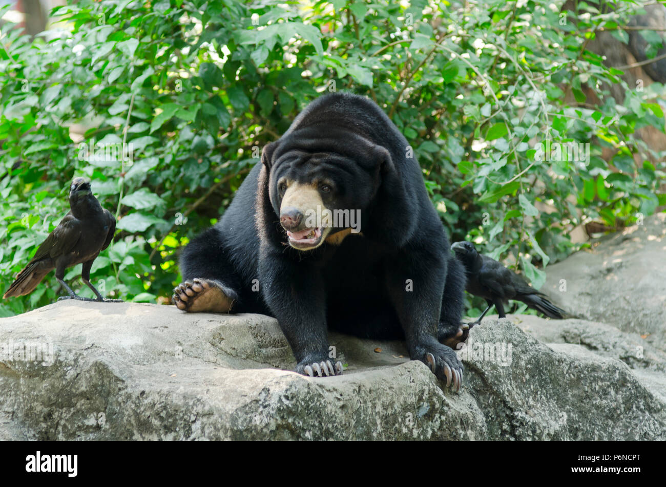 black-bear-in-the-zoo-open-in-thailand-stock-photo-alamy