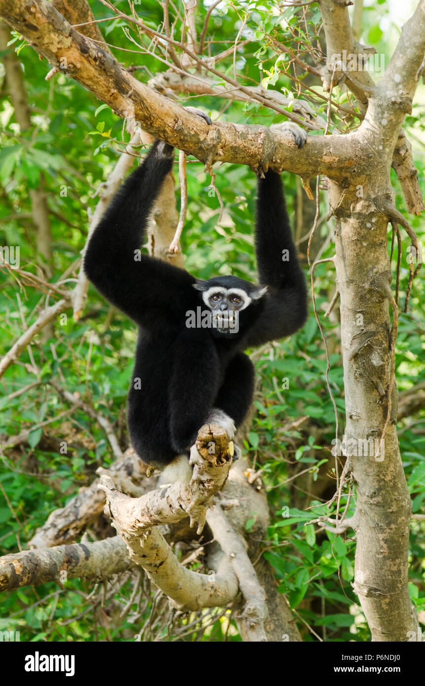 White Cheeked Gibbon or Lar Gibbon Stock Photo Alamy