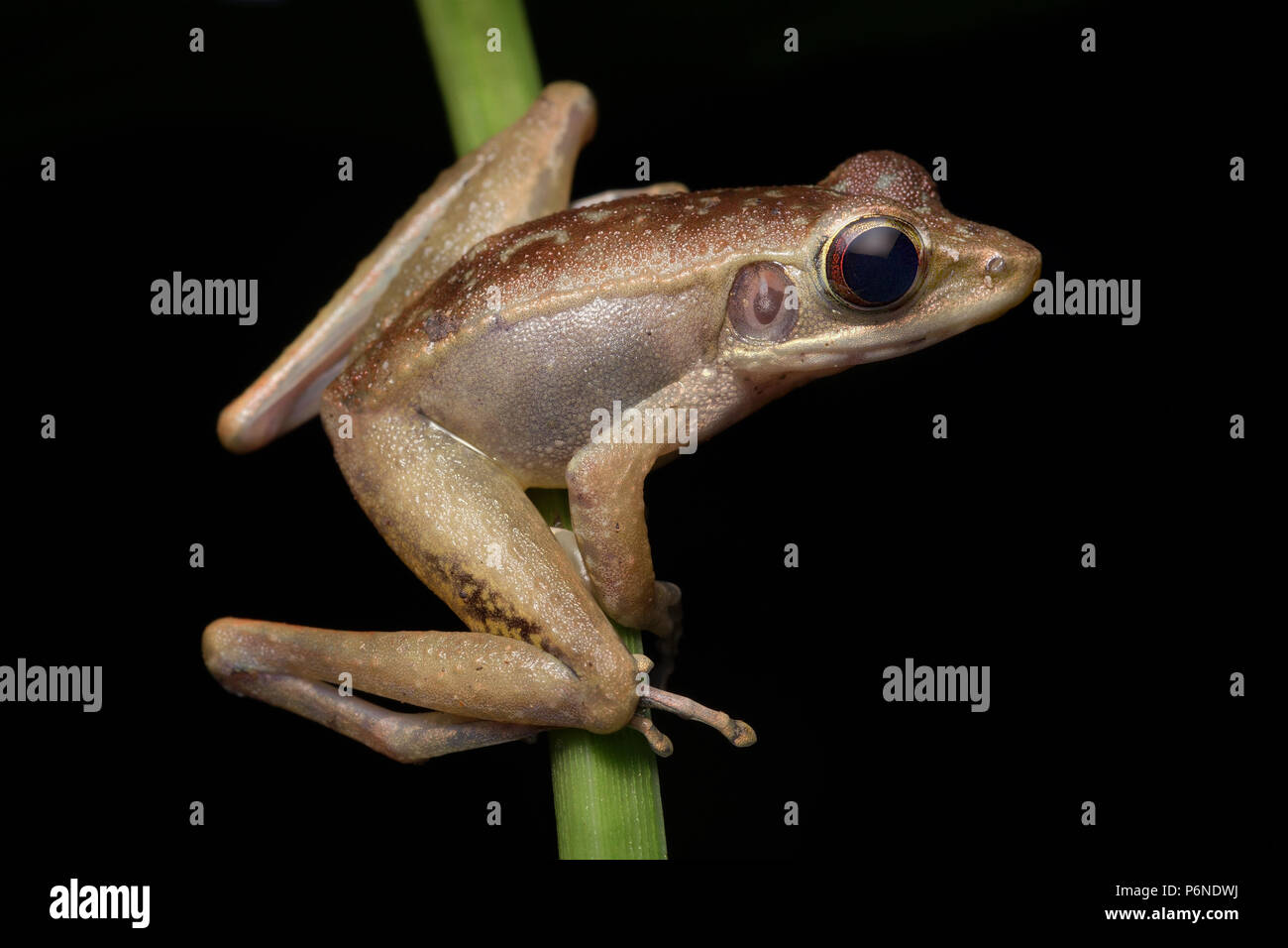 Montane torrent frog Meristogenys amoropalamus Stock Photo Alamy