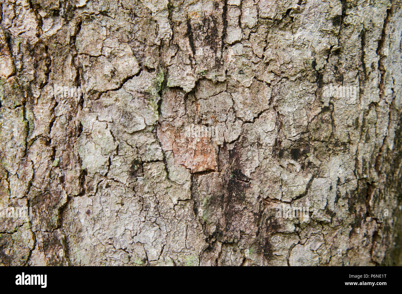 Old Wood Tree Texture Background Pattern Stock Photo - Alamy