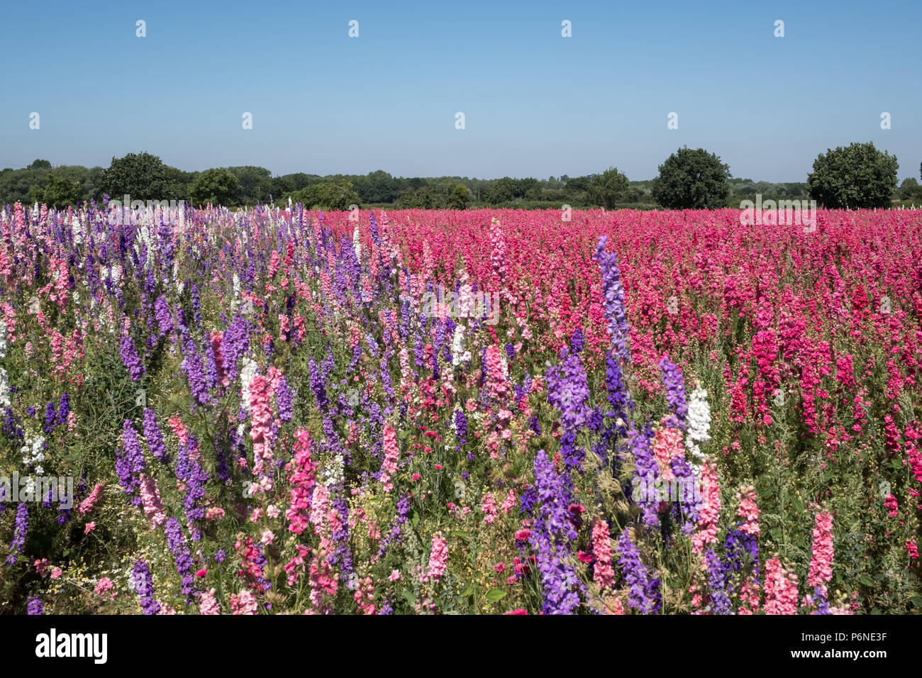 Confetti flower fields worcestershire hires stock photography and