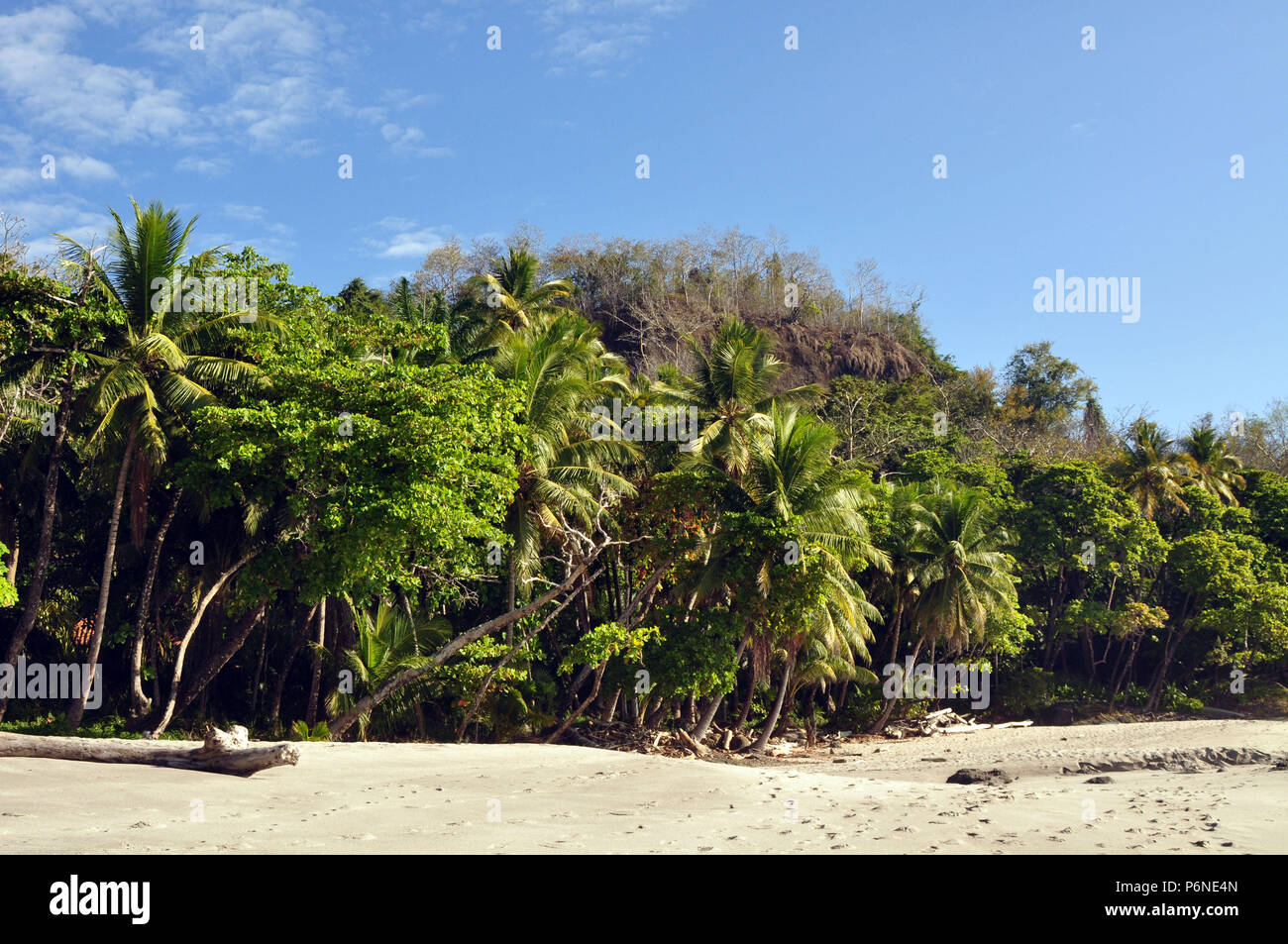 A Tree-lined Coastline in Montezuma, Costa Rica Stock Photo