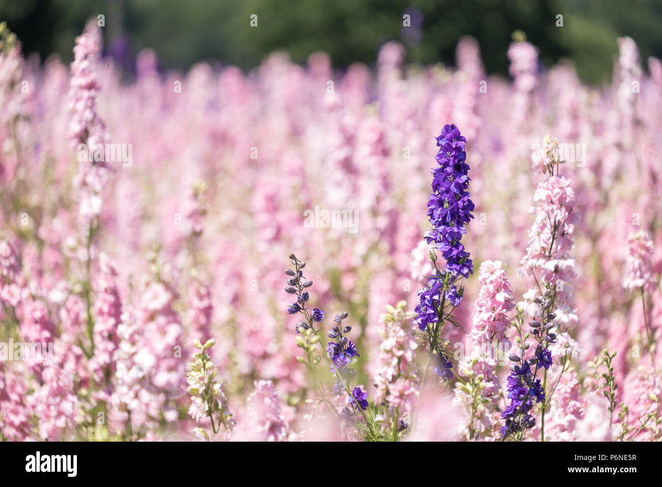 Close up of pink and purple delphinium flowers in a confetti flower field in Wick, Pershore, Worcestershire, UK. Photographed on a fine summer's day. Stock Photo