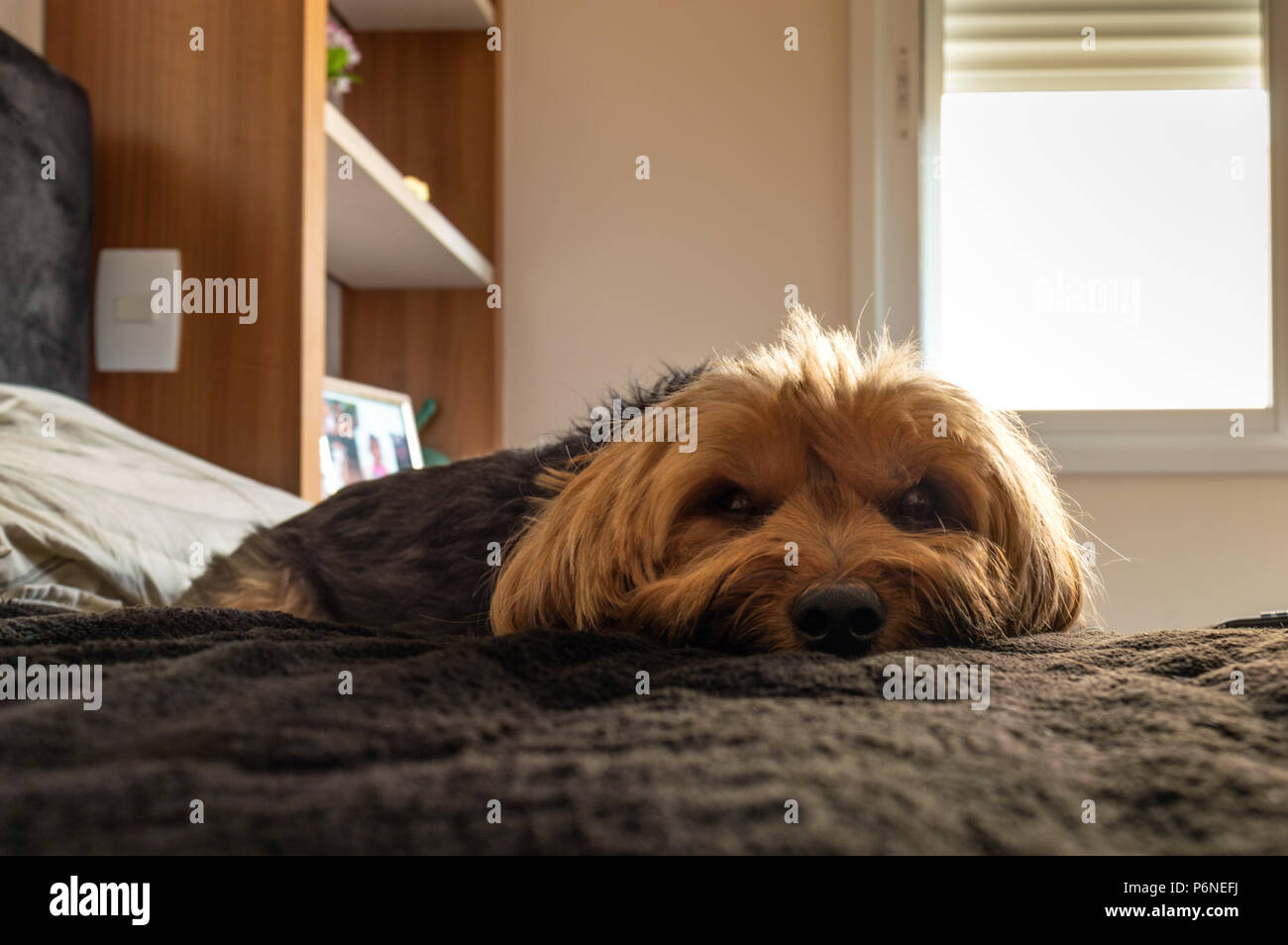 Yorkshire Terrier lying in bed Stock Photo Alamy