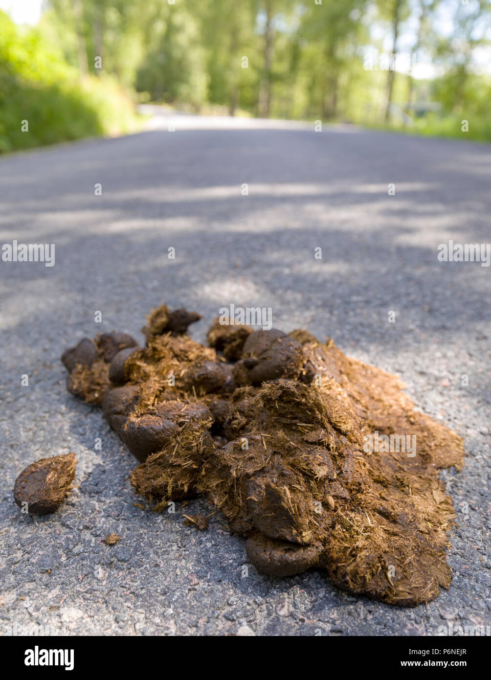 Close up low angle view of fresh horse manure laying in the middle of the road Stock Photo