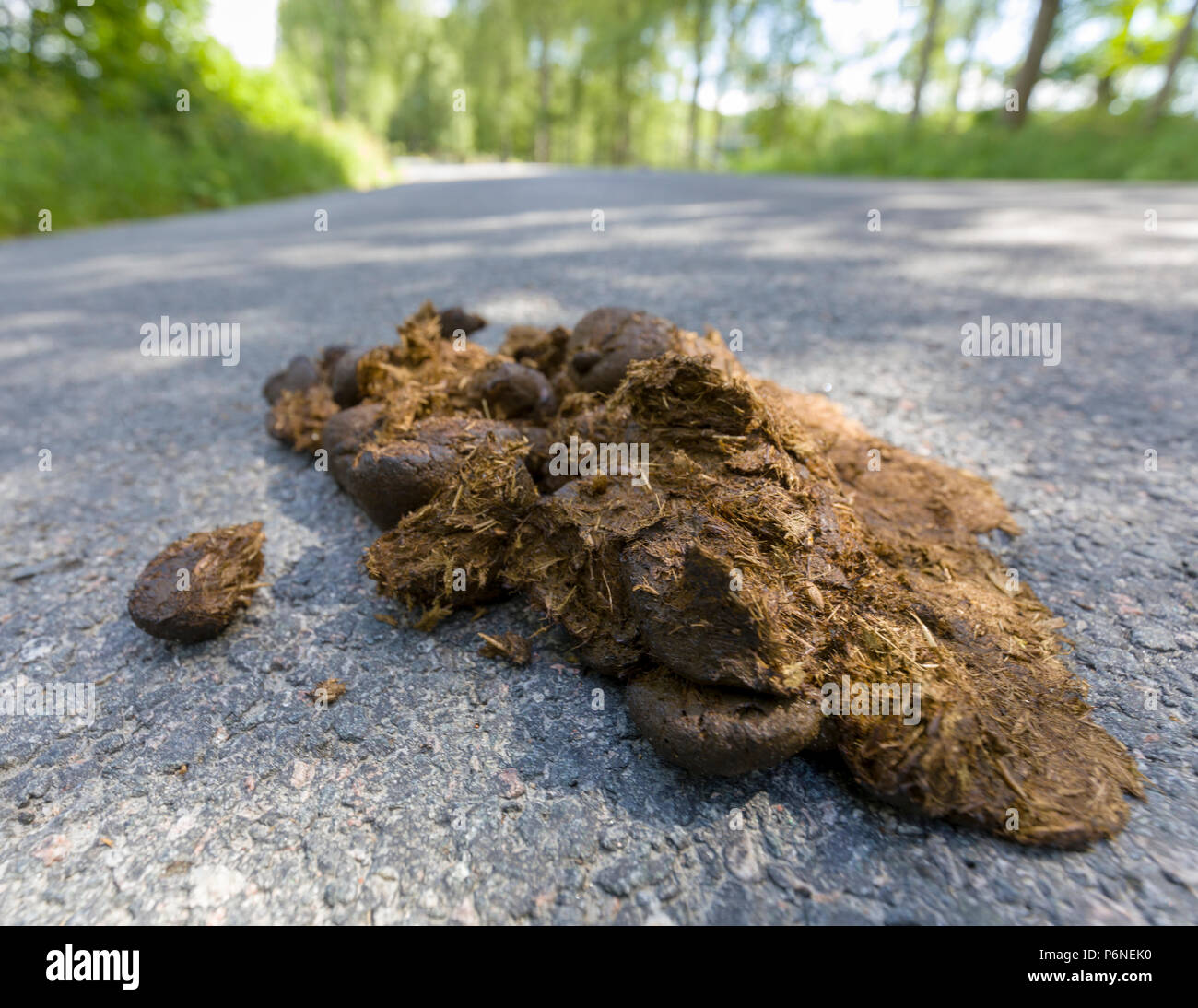 Close up low angle view of fresh horse manure laying in the middle of the road Stock Photo