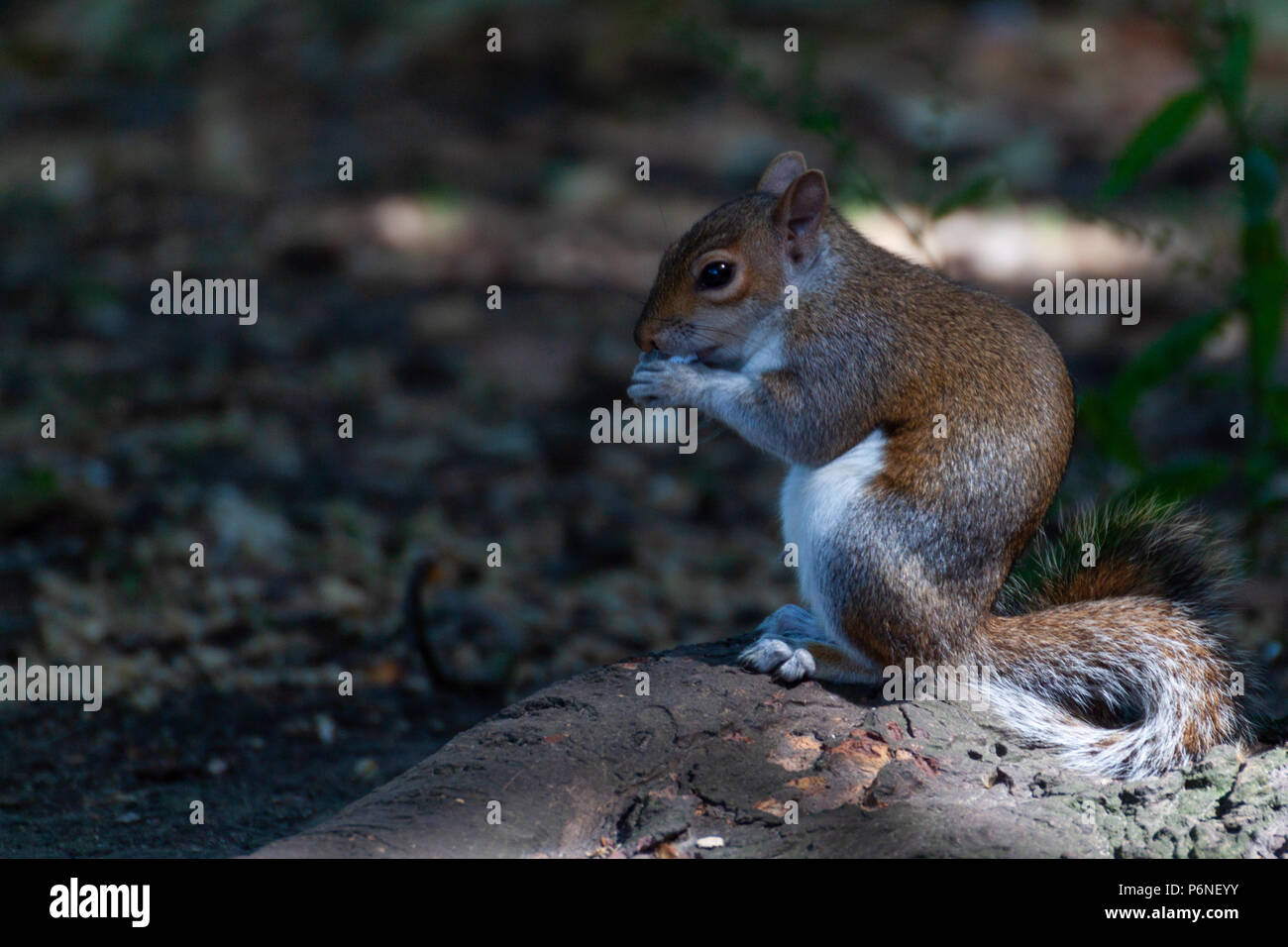 Squirrel eating food in a public park Stock Photo