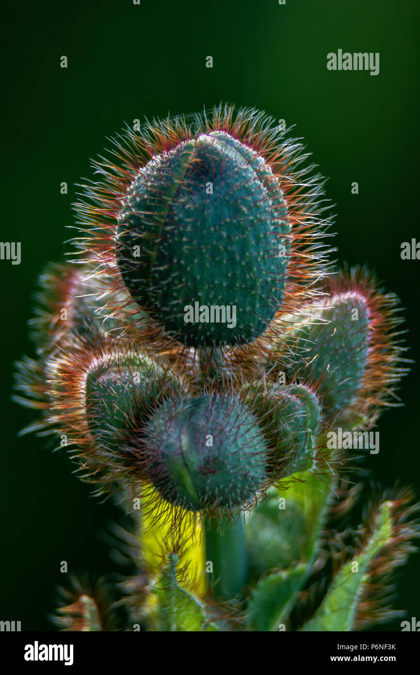 The hairy bristles standout with whites and oranges on a riping poppy flower bud. Stock Photo