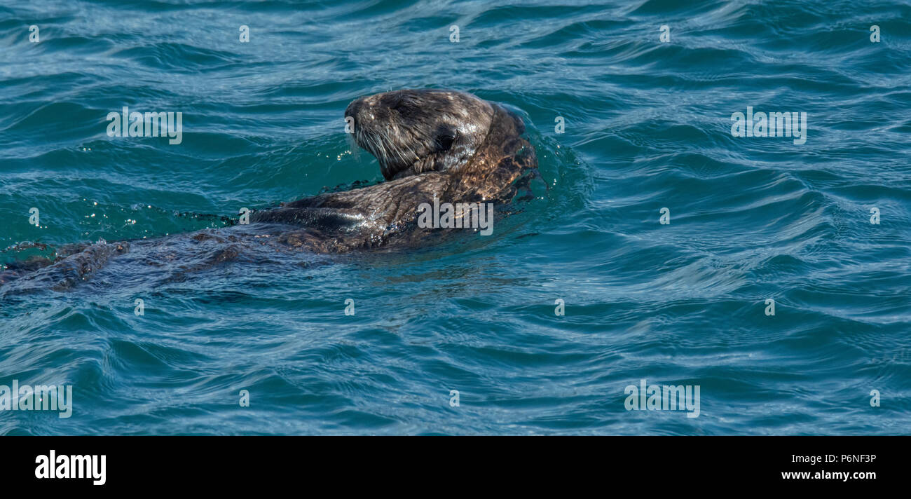 A sea otter glances over its shoulder while swimming through small ripples in the seas of Alaska. Stock Photo