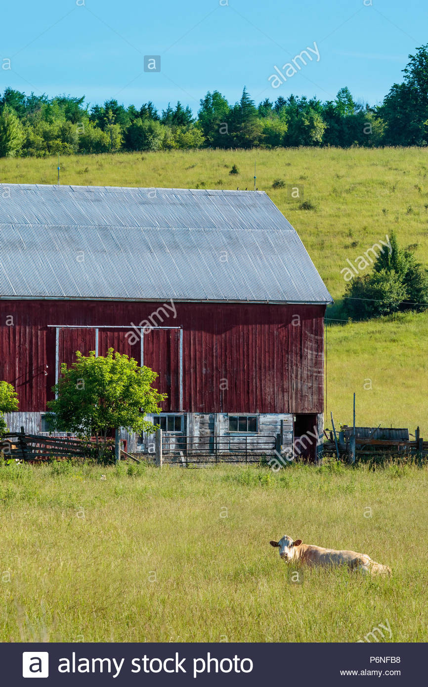 Cattle Barn Building Stock Photos Cattle Barn Building Stock