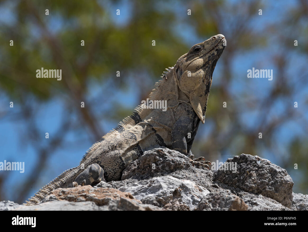 black spiny iguana, black iguana or black ctenosaur in the ruins of the former mayan city uxmal, mexico Stock Photo