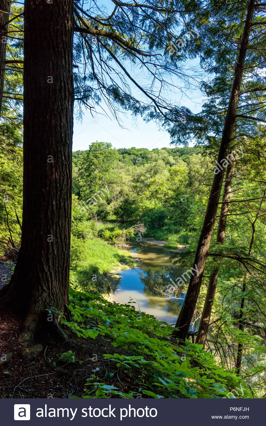 River Valley Forest Summer Little Rouge Creek In The Carolinian