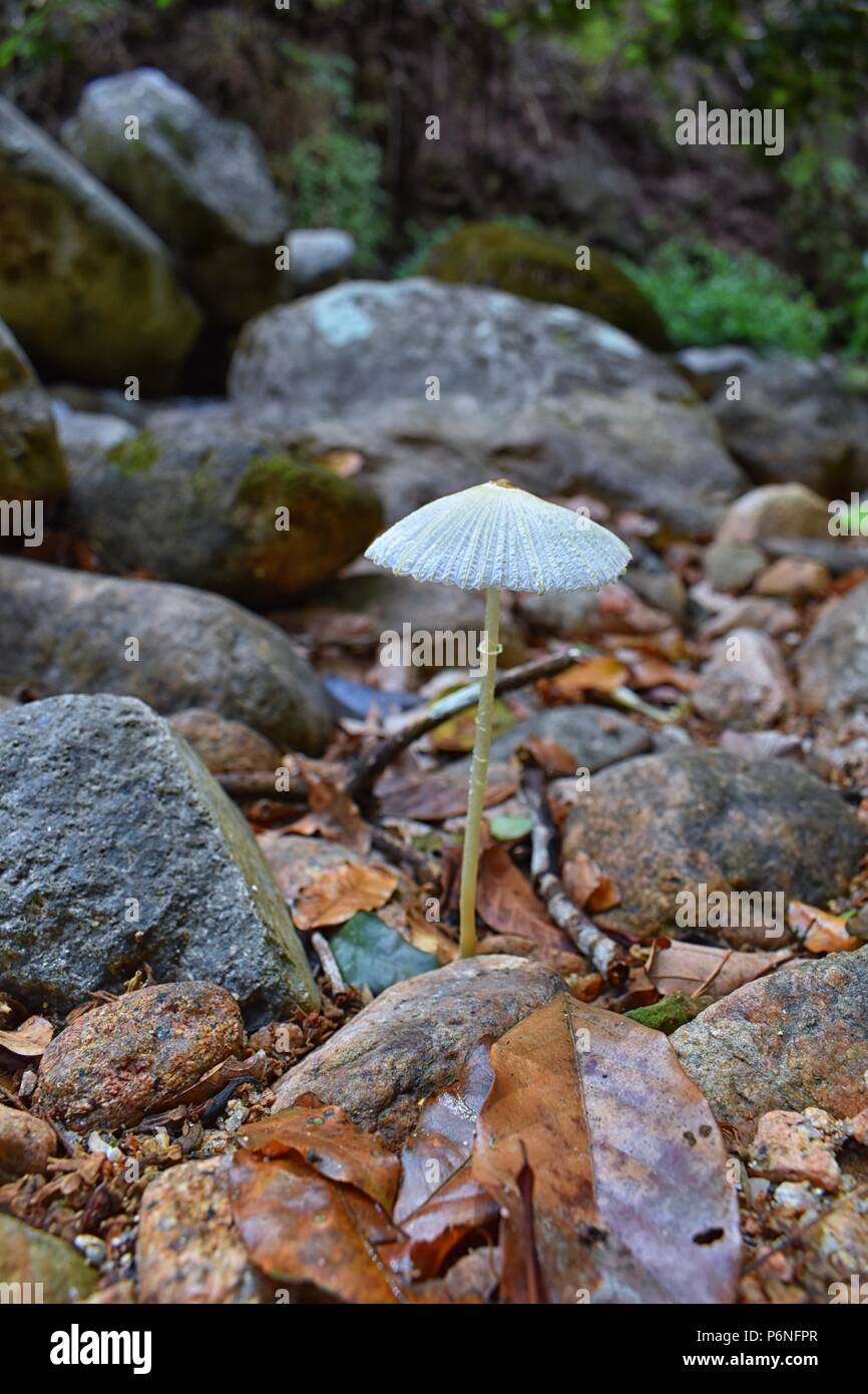 Close up macro detail of paper thin, white mushroom growing in tropical jungle forest in El Eden by Puerto Vallarta, Mexico. Stock Photo