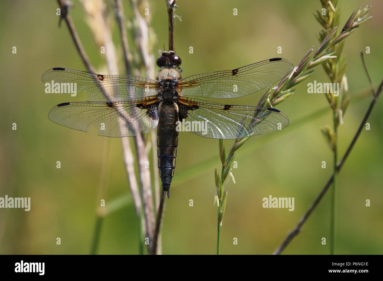 Dragonfly, (Anisoptera), North West England, United Kingdom Stock Photo