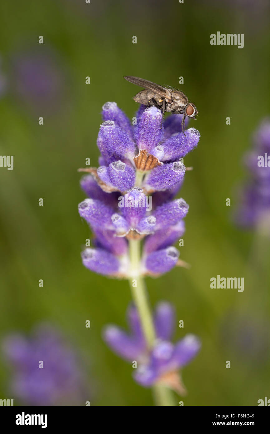 A fly perched on top of lavender flowers in a garden in Lancashire England UK GB Stock Photo