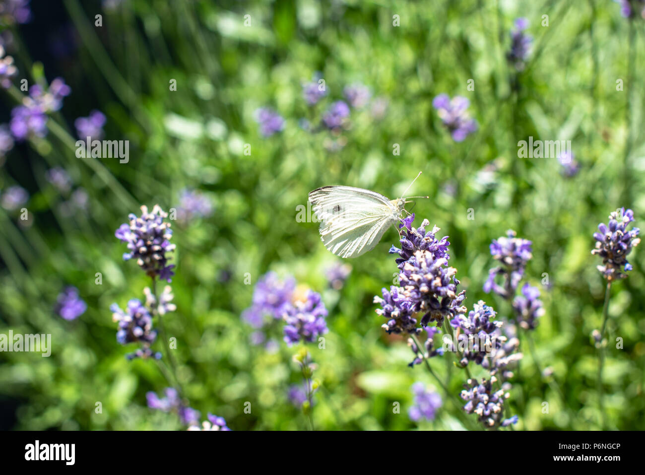 Cabbage butterfly drinking from lavender Stock Photo Alamy