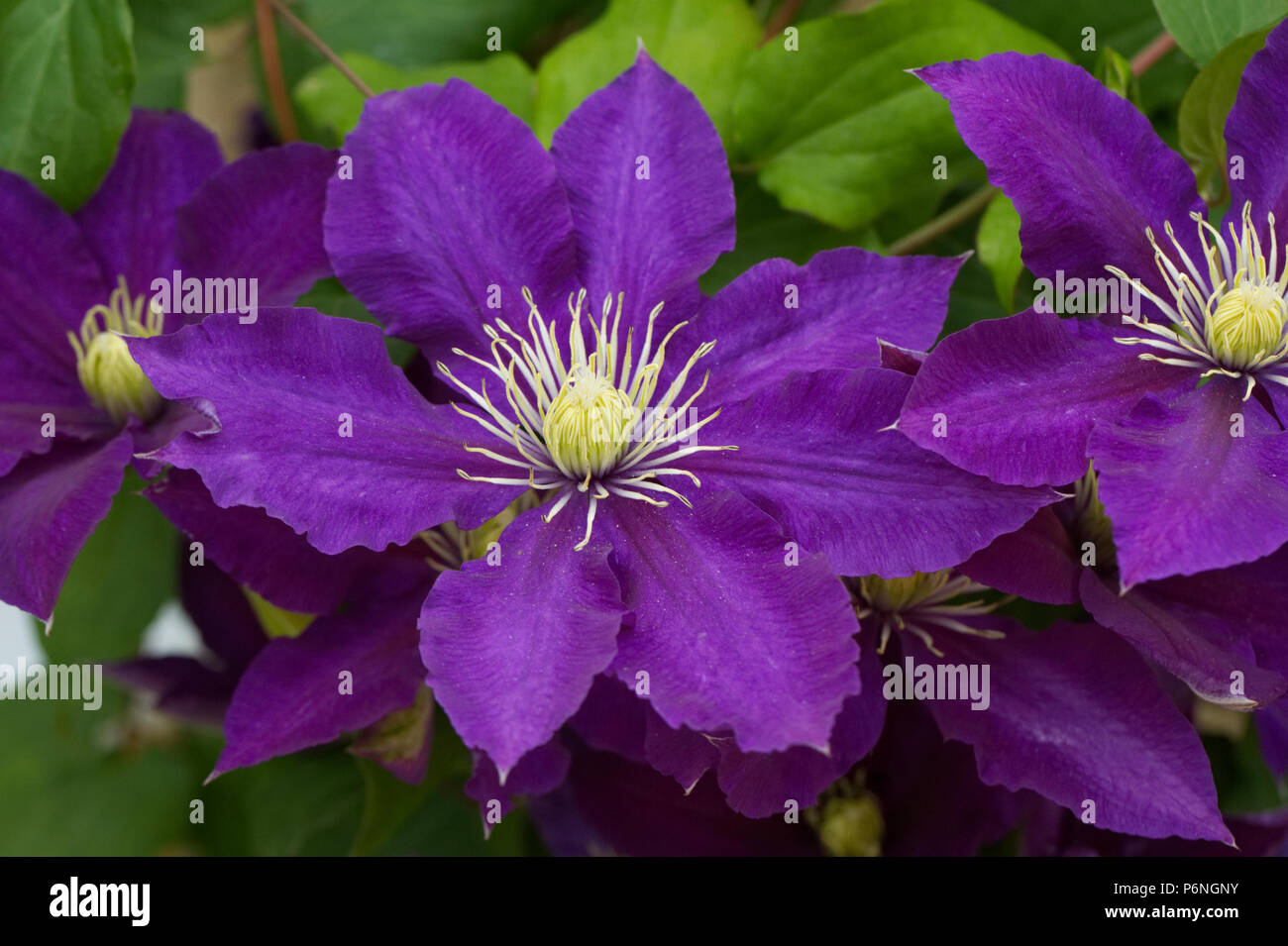 Clematis 'Chevalier' flowers. Stock Photo