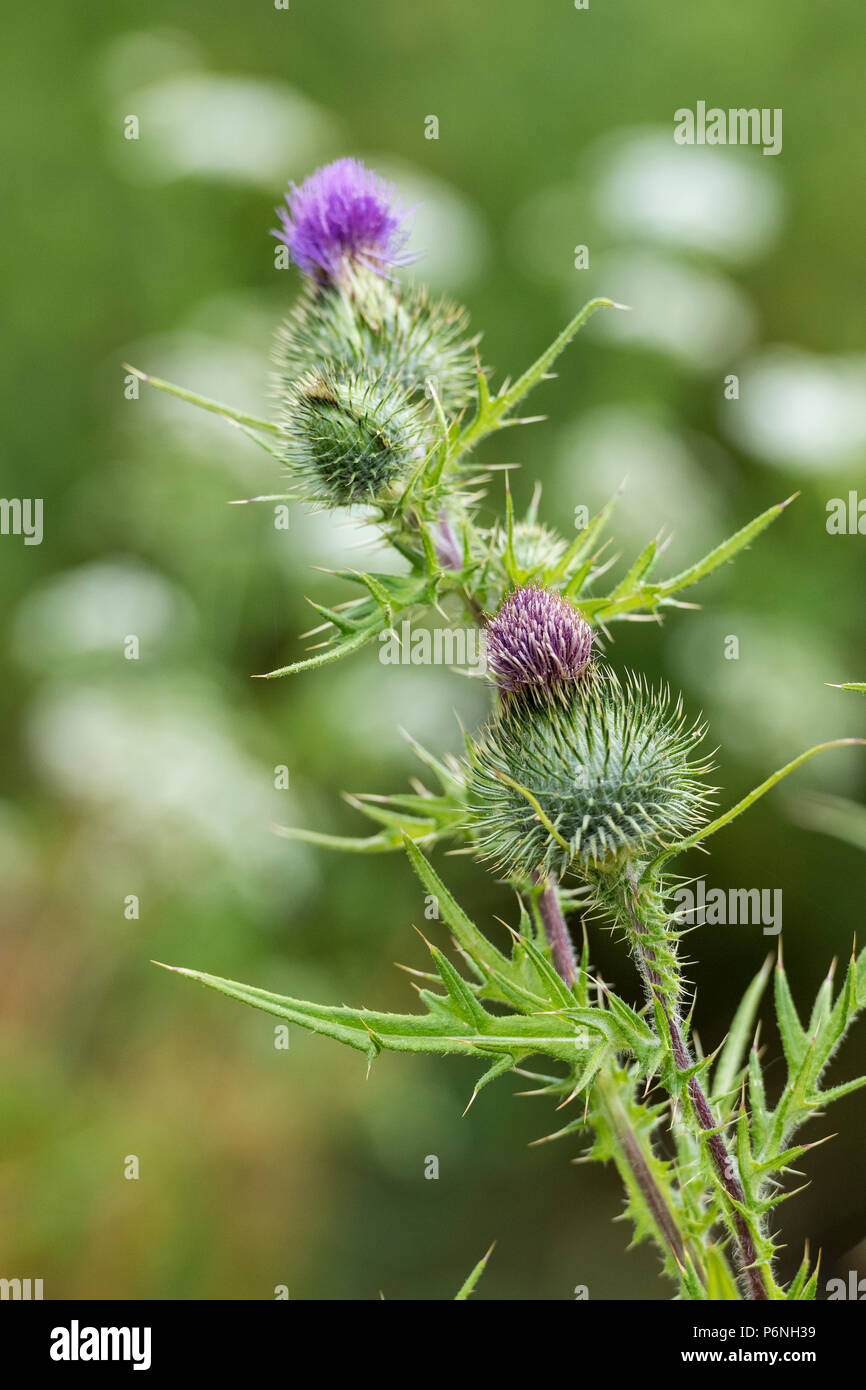 Wild thistle hi-res stock photography and images - Alamy