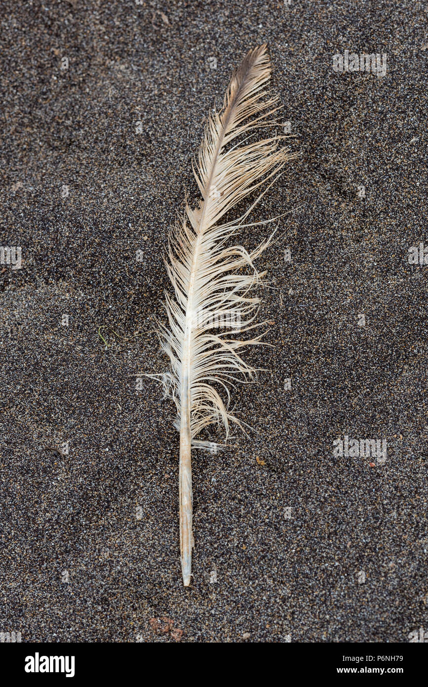 a feather on a sandy beach. Stock Photo