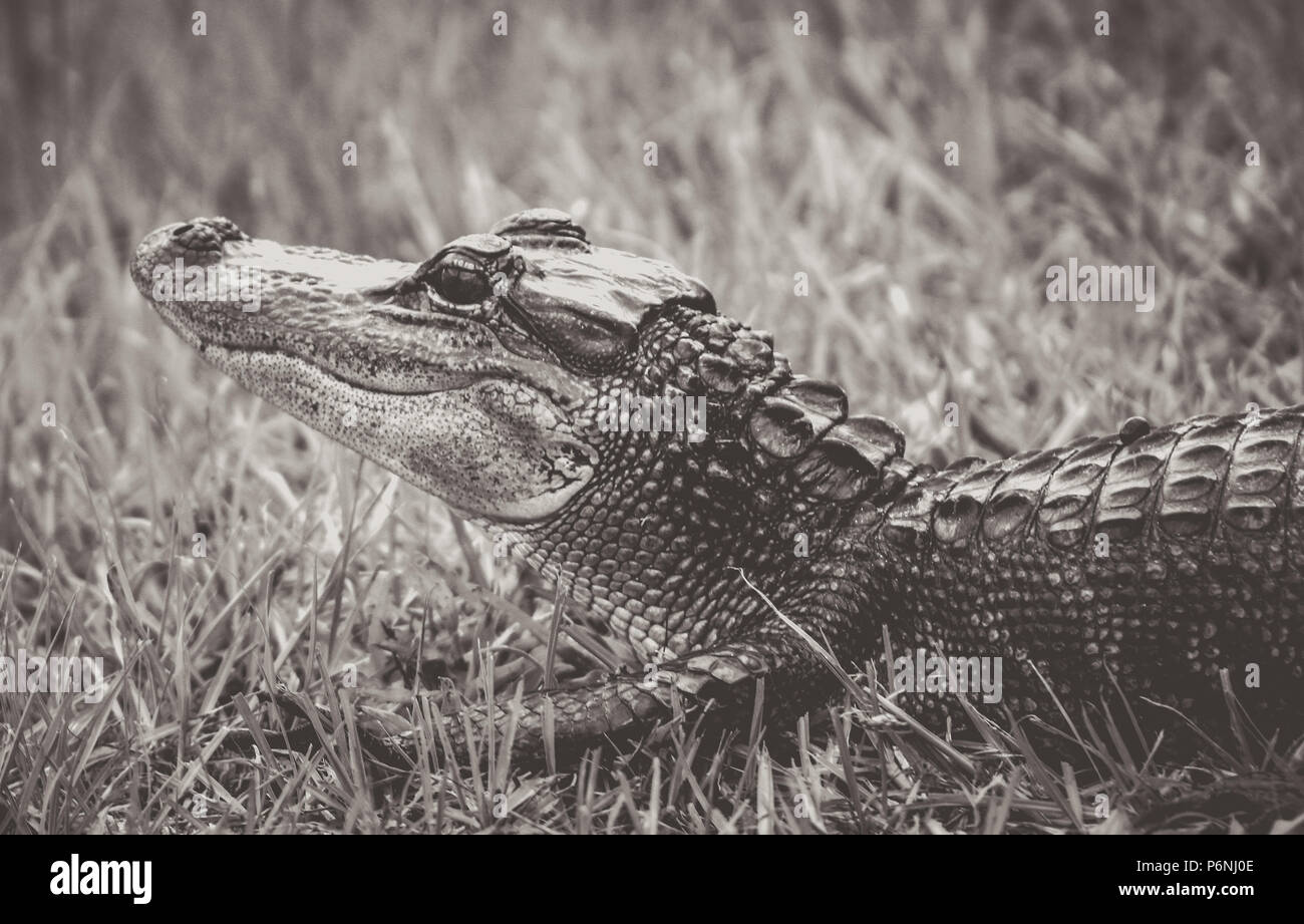 Baby alligator hi-res stock photography and images - Alamy