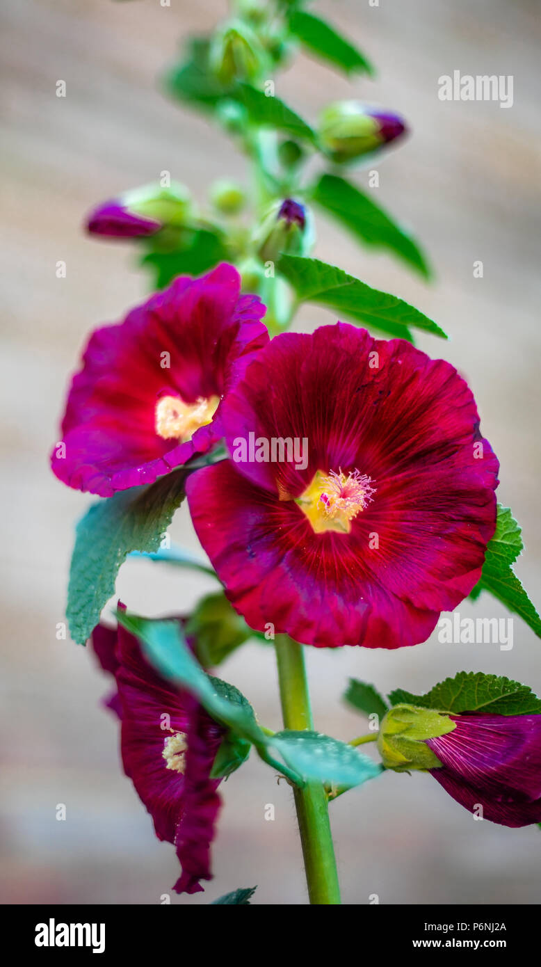 Plants flowers hollyhock flower hi-res stock photography and images - Alamy