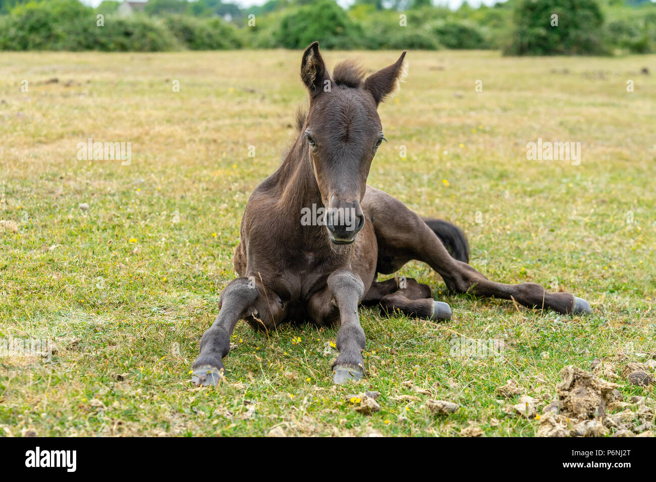 Black New Forest Foal, New Forest National Park, England, UK Stock Photo