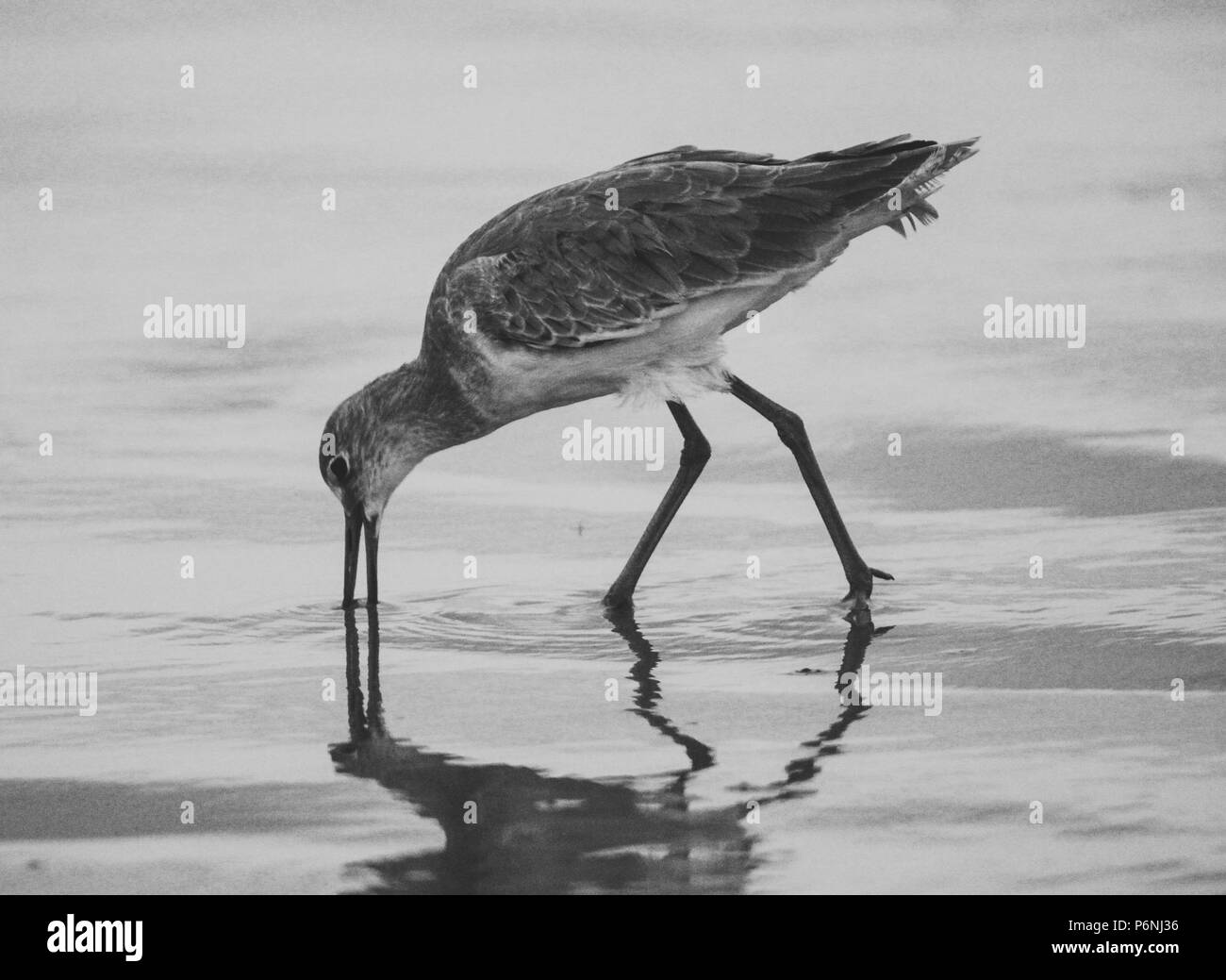 Black and white photo of Sand Piper eating in the water, Stock Photo